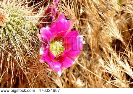 Flowering Hedge Hog Cactus In The Spring Arizona Desert