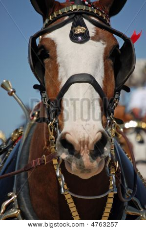 Clydesdale