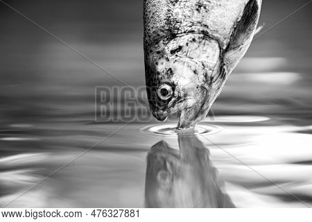 Rainbow Trouts Close-up In Water. Fishing. Rainbow Trout Fish Jumping. The Rainbow Trout In The Lake