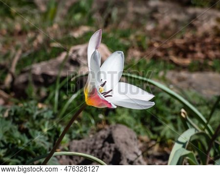Close Up Shot Of A Group Of Rosy Red With White Margins On The Outside, Snow-white Tulip On The Insi