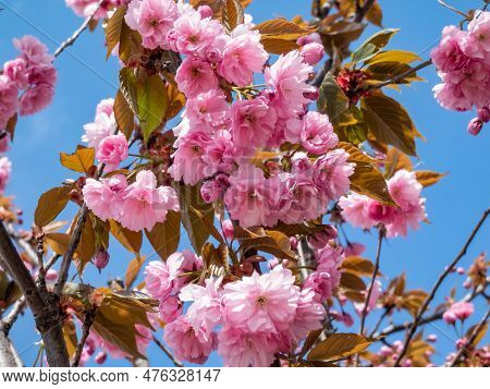 Beautiful, Pink Cherry Blossoms Of The Japan Pink Sakura Flowers Flowering On The Branches And Stems
