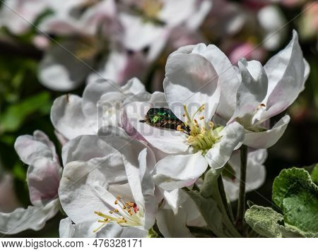 Macro Shot Of A Metallic Rose Chafer Or The Green Rose Chafer (cetonia Aurata) Crawling On A White A