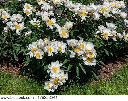 Macro Of Paeonia Lactiflora 'whitleyi Major' - Cupped, Creamy-white, Single Flowers 10cm Wide, With 