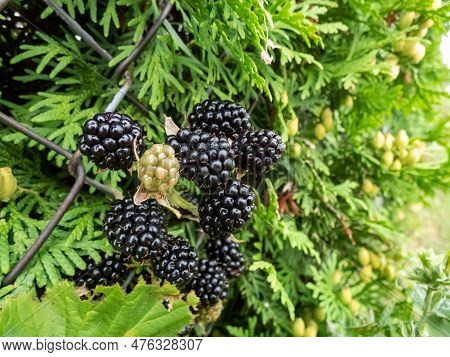 Close-up Shot Of The European Dewberry (rubus Caesius) Growing In The Backyard Garden With Black, Ri