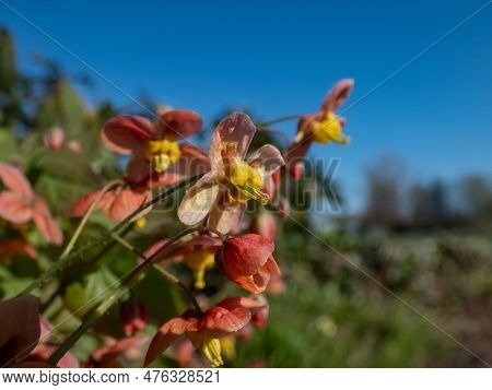Macro Shot Of The Warley Epimedium (epimedium X Warleyense) Orangekonigin Flowering With Small Flowe