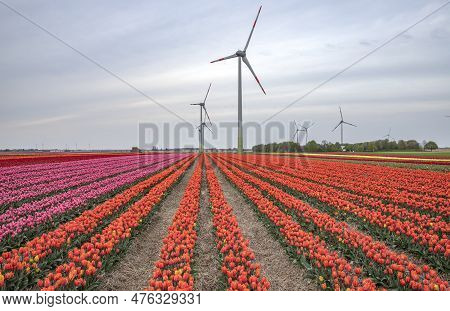 Bright Colored Tulip Field In The City Of Grevenbroich Germany