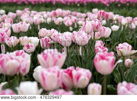 Bright Colored Tulip Field In The City Of Grevenbroich Germany