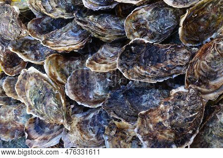 Plenty Of Fresh Closed Oysters At A Farmers Market In France. Close Up. Sea Food...