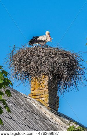 Beautiful Female Of A White And Black Stork Nesting In A Large Nest On The Roof Of A House In Spring