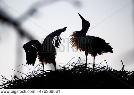 Beautiful Silhouette Of A Couple Of White And Black Storks Nesting In A Large Nest On The Roof Of A 