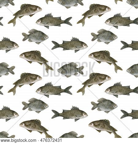 Watercolor Freshwater Fish Seamless Pattern. Hand Drawn European Carp, Common Perch And Bream Fish I