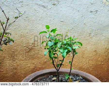 Holy Basil Plant. It Is Also Known As The Holy Tulsi Plant Or Ocimum Tenuiflorum Plant, Native To In