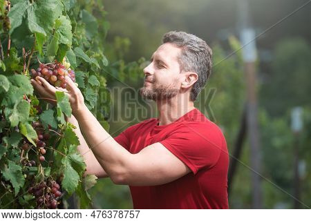 Grape Farmer Cutting Grapes. Gardening, Farming Concept. Winemaker Cuts Twigs. Man Cut Grapes With G
