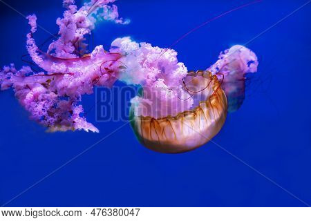 Beautiful Transparent Pink With A Lace Tail Jellyfish On A Blue Background.oceanogr Fic, City Of Art