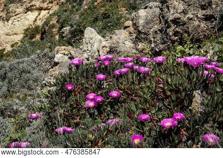 Pink Flowers Of A Pigface (carpobrotus Edulis), Mediterranean Succulent Plant.