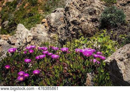 Pink Flowers Of A Pigface (carpobrotus Edulis), Mediterranean Succulent Plant.