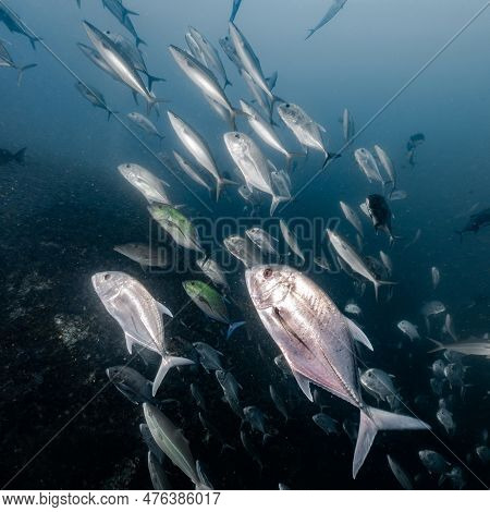 School Of Jack Fish Or Jackfish In The Blue Ocean. Group Of Jacks Swimming Together In Andaman Sea. 