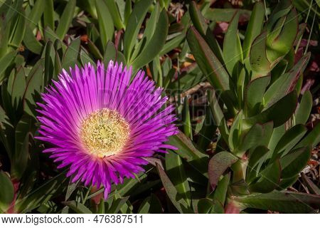 Pink Flowers Of A Pigface (carpobrotus Edulis), Mediterranean Succulent Plant.