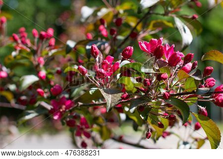 A Small Blooming Apple Tree With Pink Flowers And Burgundy Leaves. Red Kuldzhinka Or Nedzvetsky 's A
