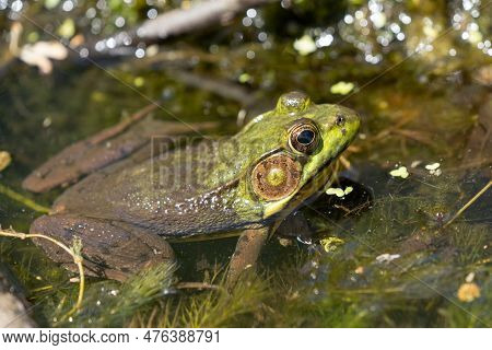 American Bullfrog (lithobates Catesbeianus) In Pond Close-up Portrait