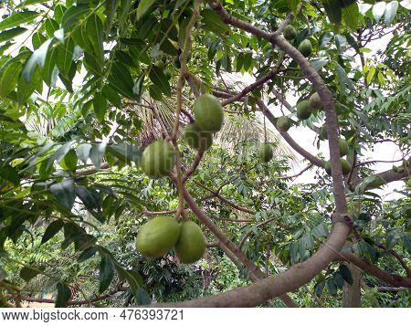 Green Hog Plum (spondias Mombin) Fruits Are Hanging From The Tree In The Organic Garden. Tropical Fr