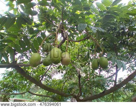 June Plum (spondias Dulcis) Or Ambarella Or Golden Apple Tropical Fruit On A Plant. Healthy And Deli