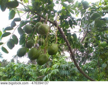 June Plum (spondias Dulcis) Or Ambarella Or Golden Apple Tropical Fruit On A Plant. Healthy And Deli