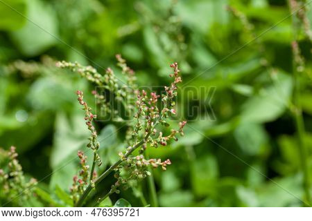 Inflorescence Of A French Sorrel, Rumex Scutatus