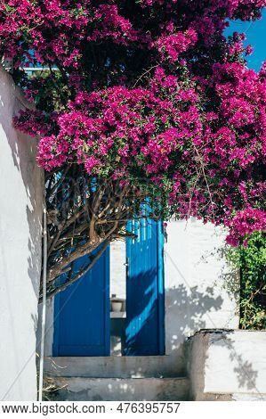 Streets Of Village Of Isternia With Cycladic Houses And The Bougainvillea Flowers Tree On Tinos Isla