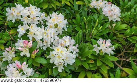 Light Pink Rhododendron Caucasicum On A Background Of Green Leaves