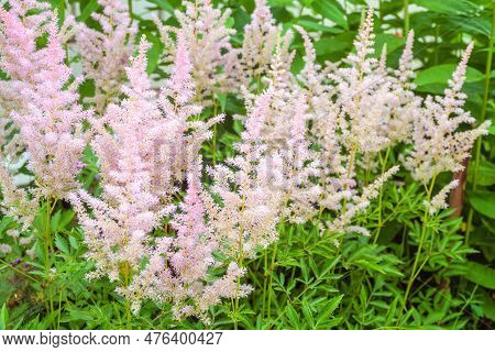Summer Astilbe Flowers. Blossoming Pink Flowers Of Astilbe Bushes.