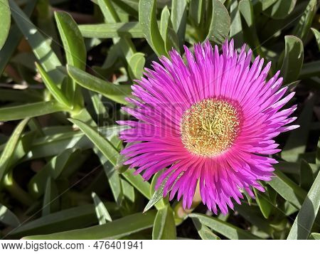 Beautiful Flowering Carpobrotus, Known As Pigface, Ice Plant, Sour Fig, Hottentot Fig, Is A Ground-c