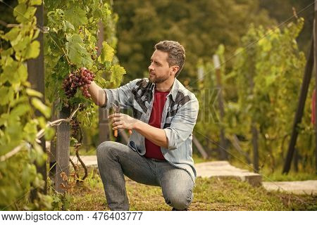 Man Harvester On Summer Harvest. Enologist With Garden Scissors. Farmer Cut Grapevine.