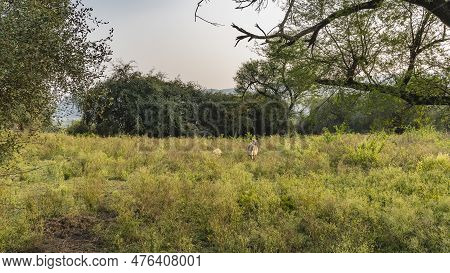 Wild Nilgai Antelopes Graze On A Green Meadow In The Jungle. The Cub Is Hiding In The Grass. Trees A