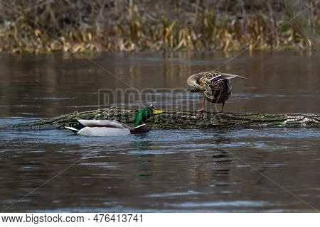 A Pair Of Mallard Ducks Resting Motionless On A Tree Trunk. Sitting In The Same Position. Side View,