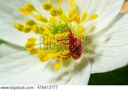 Close Up Macro Red Velvet Mite Or Trombidiidae In Natural Environment On A White Anemone Flower.