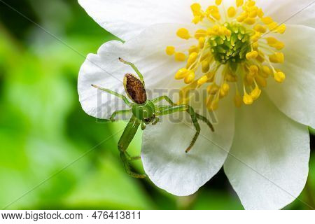 The Green Crab Spider, Diaea Dorsata, Hunts For Prey On A White Wood Anemone Flower.