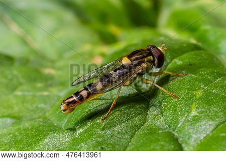 The Female Longfly Sphaerophoria Scripta Sits On A Dandelion Petal.