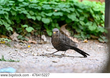 One Blackbird In Orebro City Park Orebro Sweden