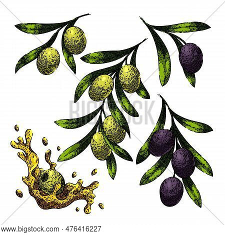 Oline Oil Food Set Hand Drawn. Olive Natural, Branch Green, Organic Mediterranean, Fresh Leaf, Leave