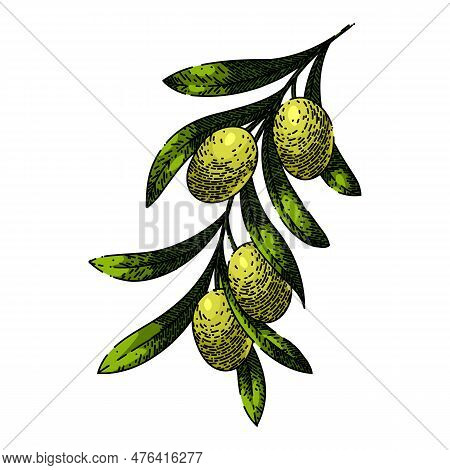 Oline Green Food Hand Drawn. Olive Natural, Branch Organic, Plant Fresh, Leaf Leaves, Tree Healthy O