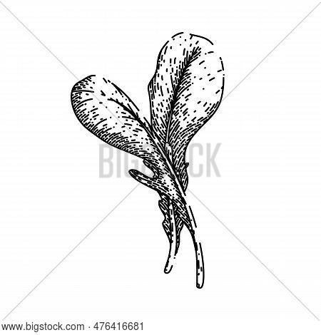 Argula Vegetable Salad Hand Drawn. Fresh Vegetarian, Green Healthy, Food Plant, Leaf Organic, Rucola