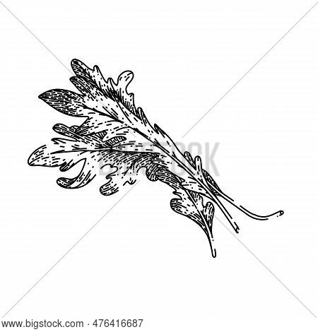 Argula Vegetarian Salad Hand Drawn. Fresh Vegetable, Green Healthy, Food Plant, Leaf Organic, Rucola