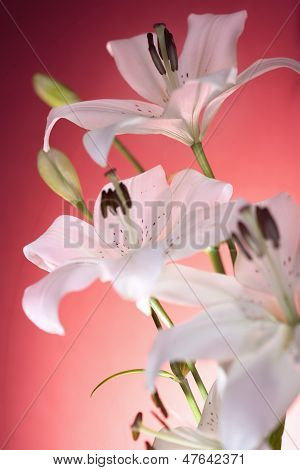 white lily on red