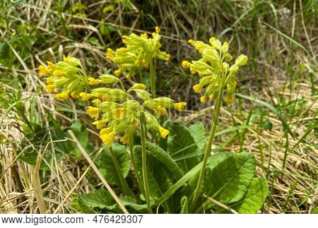 Early Bloomers (primroses) In The Forest In Spring. Early Bloomers (primroses) Among Dry And Green G