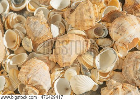 Sea Shells On The Beach. Summer Background. Rapan Shell Top View. Beige Light Color. Aesthetic Minim