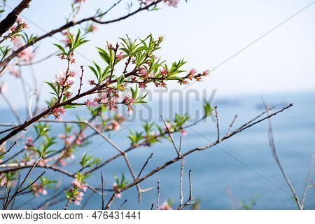 Cherry Blossoms In Full Bloom With The Sea