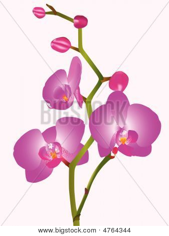 粉红色的兰花花