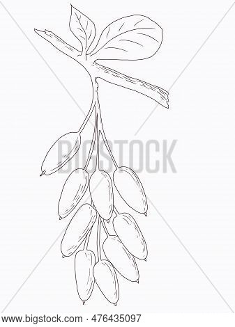 Linart Illustration Of Berries, Hand-drawn Digital Ink. Isolates, Single Element. Suitable For The D