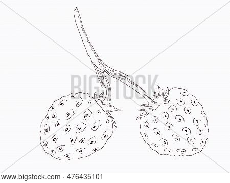 Linart Illustration Of Berries, Hand-drawn Digital Ink. Isolates, Single Element. Suitable For The D